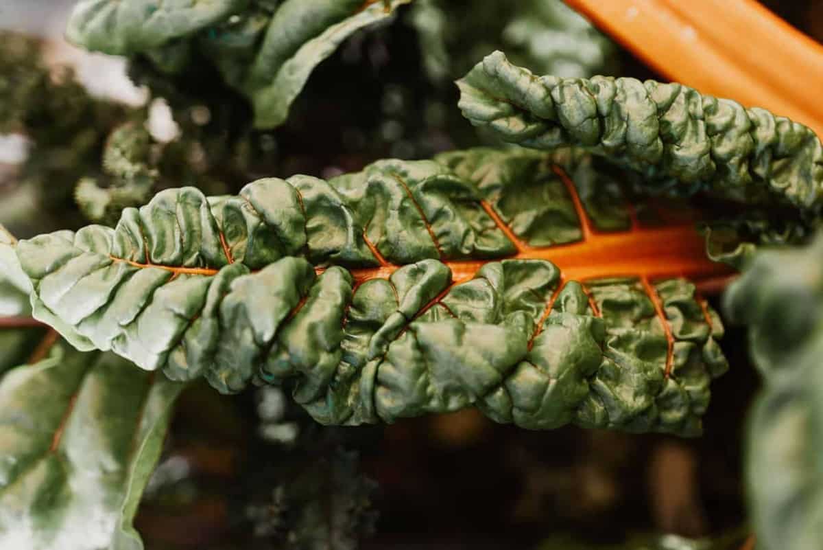 Quick Easy Swiss Chard