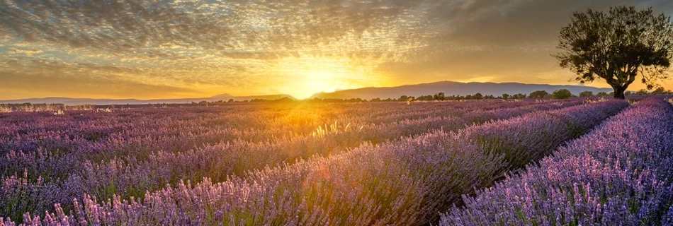 Herbes de Provence Ultimate Guide