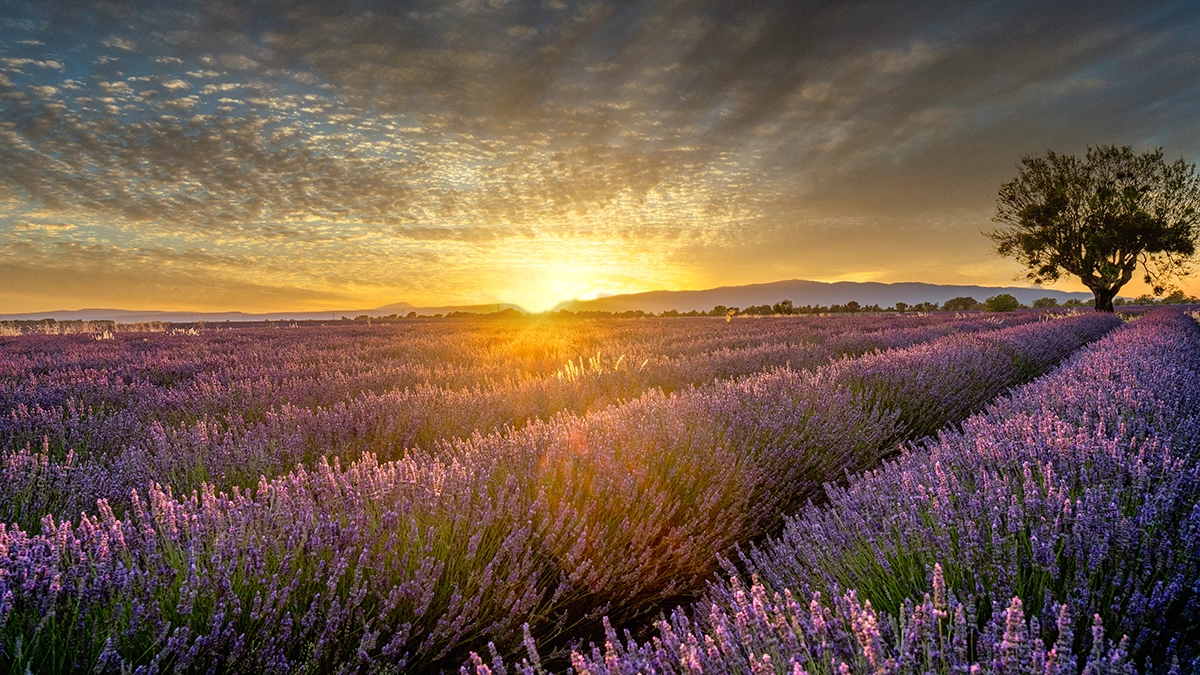 Herbes de Provence Ultimate Guide